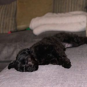 Meet your Posher, Georgia